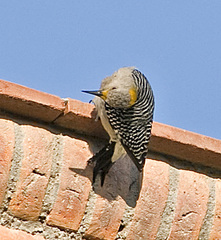 Melanerpes aurifrons