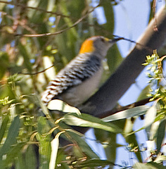 Melanerpes aurifrons