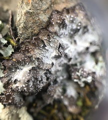 Punctelia stictica