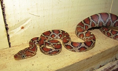 Pseudelaphe flavirufa