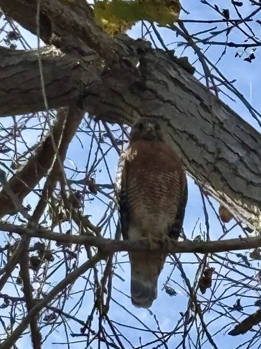 iNaturalist observation photo of California Red-shouldered Hawk