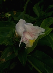 Costus arabicus
