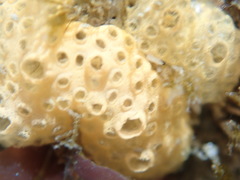 Styelidae