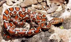 Pseudelaphe flavirufa