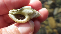 Pteropurpura