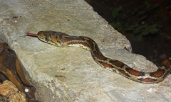 Pseudelaphe flavirufa