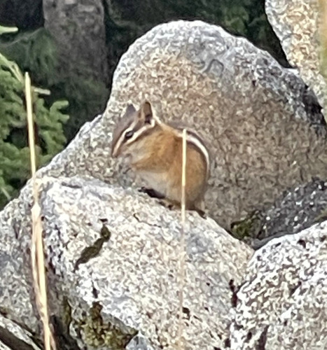 Сосновый бурундук observed by amirnot2005