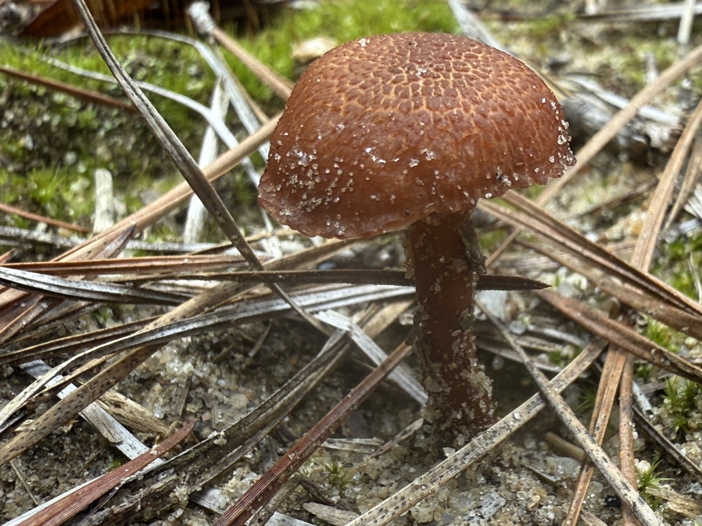 Laccaria trullisata · November 2025 · photo: © aviatrix-79 (iNaturalist, cc-by-sa)