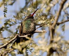 Cynanthus latirostris