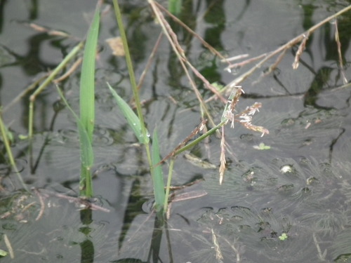 Leersia japonica iNat (2)
