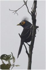 Goodfellowia miranda