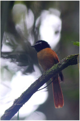 Rhipidura nigrocinnamomea