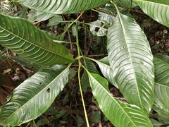 Palicourea chiriquiensis
