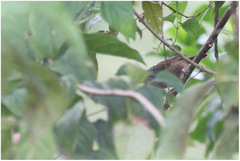 Macronus striaticeps