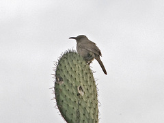 Toxostoma curvirostre