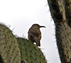 Toxostoma curvirostre