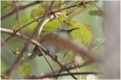 Aethopyga primigenia