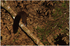 Petinomys mindanensis