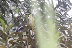 Malindangia mcgregori