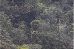 Pithecophaga jefferyi