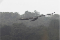 Pithecophaga jefferyi