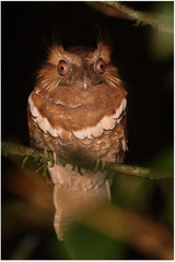 Batrachostomus septimus