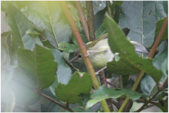 Phylloscopus olivaceus