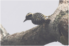 Yungipicus maculatus