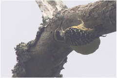 Yungipicus maculatus