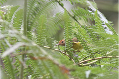 Phyllergates heterolaemus