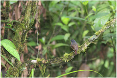 Ficedula luzoniensis