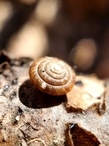 Rounded Snail