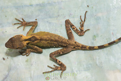 Acanthosaura lepidogaster