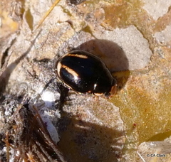 Hyperaspis trifurcata