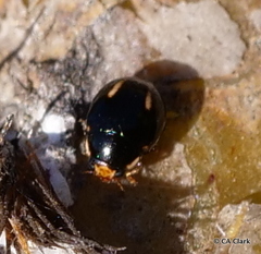 Hyperaspis trifurcata