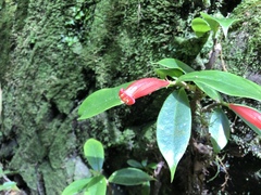 Hillia triflora image