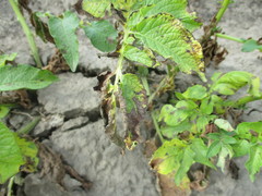 Phytophthora infestans