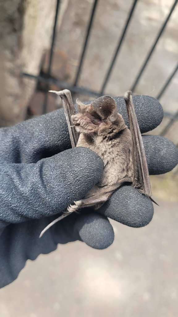 Brazilian Free-tailed Bat (Tadarida brasiliensis)