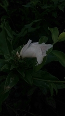 Costus arabicus