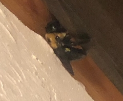 Xylocopa virginica