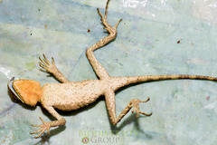 Acanthosaura lepidogaster