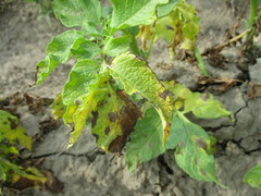 Phytophthora infestans