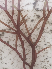 Gracilaria