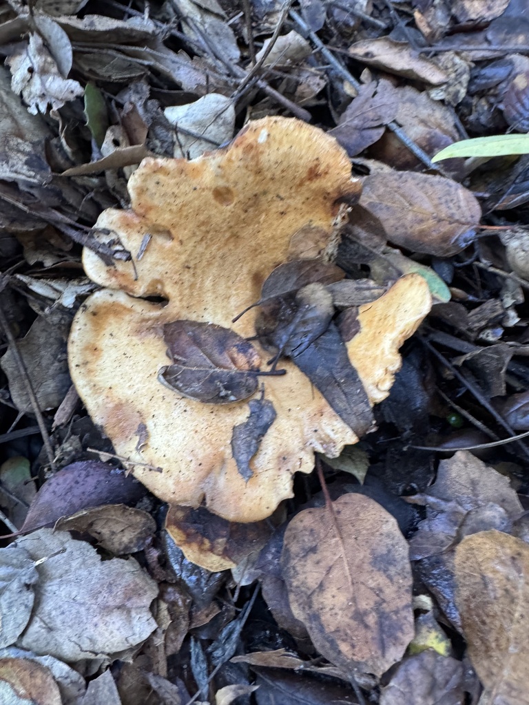 Lactarius alnicola · November 2025 · photo: © travis566 (iNaturalist, cc-by)