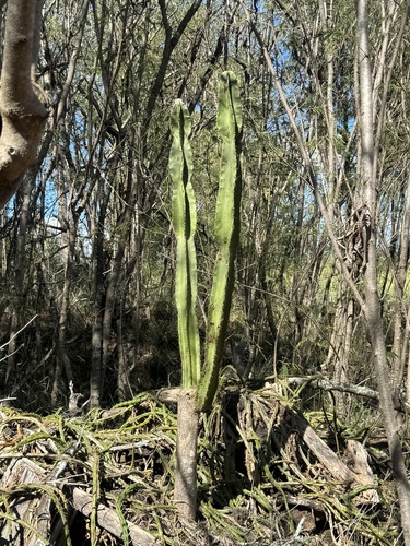 Cereus hildmannianus observed 2025-11-27