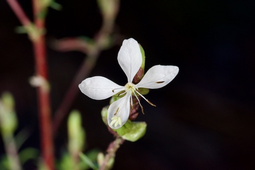 Longflower Beeblossom (Oenothera filiformis)