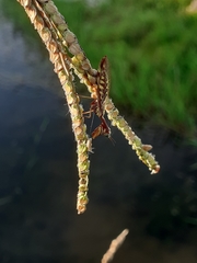 Paramantispa prolixa