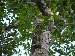 Sideroxylon foetidissimum