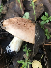 Tricholoma manzanitae