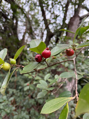 Psidium cattleianum, recorded fruiting